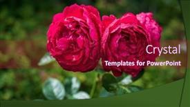  Presentation with magenta - Presentation design having viva-magenta-color background and a crimson colored foreground