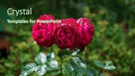  Presentation with magenta - Slide deck enhanced with viva-magenta-color background and a tawny brown colored foreground