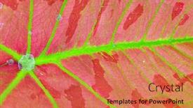  Presentation with colorful - Colorful presentation theme enhanced with vivid-and-colorful-caladium-leaf backdrop and a coral colored foreground