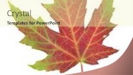  Presentation with maple leaf - Amazing presentation theme having vivid-autumn-maple-leaf-isolated backdrop and a blonde colored foreground
