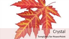  Presentation with maple leaf - PPT theme with vivid autumn maple leaf isolated on white background and a coral colored foreground