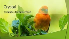  Presentation with hibiscus - Colorful presentation design enhanced with vivid birds of seychelles - red backdrop and a blonde colored foreground