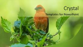  Presentation with hibiscus - Amazing presentation design having vivid birds of seychelles - red backdrop and a yellow colored foreground