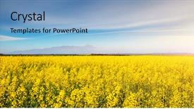  Presentation with global warming - Slide set enhanced with vivid canola field in sunlight background and a light blue colored foreground