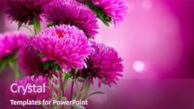  Presentation with design - Presentation theme with vivid color - aster autumn flowers art design background and a violet colored foreground
