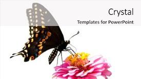  Presentation with pink black - Beautiful presentation design featuring vivid color - eastern black swallowtail butterfly backdrop and a white colored foreground