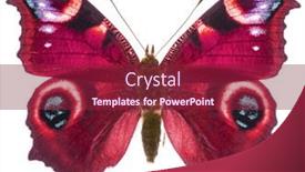  Presentation with pure white - Slide deck with vivid-european-peacock-butterfly-aglais background and a violet colored foreground