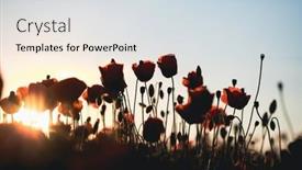  Presentation with remembrance day - PPT theme featuring vivid-poppy-field-armistice background and a  colored foreground