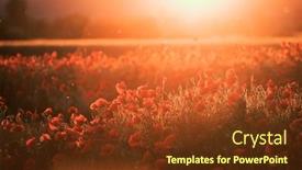  Presentation with remembrance day - Presentation theme consisting of vivid-poppy-field-armistice background and a  colored foreground