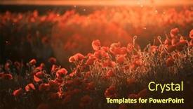  Presentation with remembrance - Slides featuring vivid-poppy-field-armistice background and a wine colored foreground