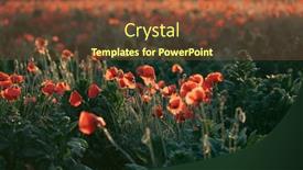  Presentation with remembrance day - Presentation design having vivid-poppy-field-armistice background and a tawny brown colored foreground