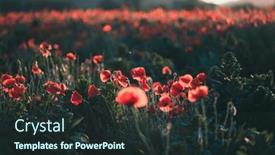  Presentation with remembrance - Theme with vivid-poppy-field-armistice background and a wine colored foreground