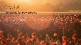  Presentation with remembrance day - Presentation theme featuring vivid-poppy-field-armistice background and a yellow colored foreground