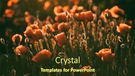  Presentation with remembrance - Presentation design consisting of vivid-poppy-field-armistice background and a tawny brown colored foreground