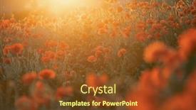  Presentation with remembrance day - Slides having vivid-poppy-field-armistice background and a tawny brown colored foreground