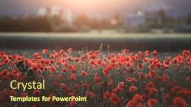 Presentation with remembrance day - Presentation enhanced with vivid-poppy-field-armistice background and a tawny brown colored foreground