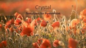  Presentation with remembrance - PPT theme consisting of vivid-poppy-field-armistice background and a red colored foreground