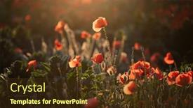  Presentation with remembrance day - Slide deck with vivid-poppy-field-armistice background and a tawny brown colored foreground