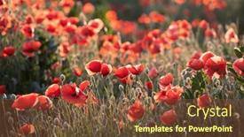  Presentation with remembrance day - Slide set with vivid-poppy-field-in-magic background and a tawny brown colored foreground