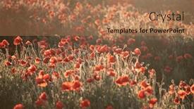  Presentation with remembrance day - PPT layouts with vivid-poppy-field-in-magic background and a coral colored foreground