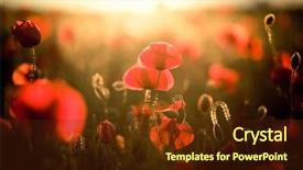 Presentation with poppy - PPT theme enhanced with vivid poppy field background and a tawny brown colored foreground