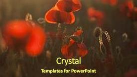  Presentation with poppy - Presentation with vivid-poppy-field background and a tawny brown colored foreground