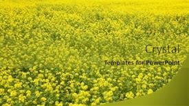  Presentation with rapeseed - 