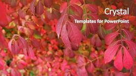  Presentation with autumn - Audience pleasing slides consisting of burning bush background for autumn backdrop and a tawny brown colored foreground