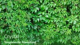  Presentation with virginia - Beautiful presentation theme featuring vivid-virginia-creepers-plant-background backdrop and a forest green colored foreground