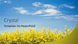  Presentation with vibrant blue - PPT theme consisting of vivid-yellow-canola-field background and a light blue colored foreground