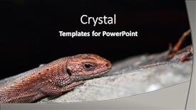  Presentation with water monitor lizard or varanus - Colorful slide deck enhanced with viviparous-lizard-zootoca-vivipara backdrop and a black colored foreground