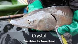  Presentation with sturgeon - Presentation consisting of vodnany-czech-republic-february-26 background and a dark gray colored foreground