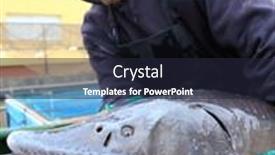  Presentation with sturgeon - 