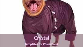  Presentation with cute cat and dog - Theme featuring voice rain - cute yawning dog dressed background and a violet colored foreground