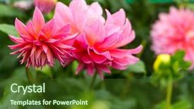  Presentation with abstract beautiful black pink glitter - Presentation theme with voilet - beautiful chrysanthemums in pink background and a tawny brown colored foreground