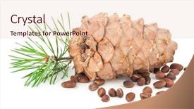  Presentation with cedar - Amazing theme having volatile oil - cedar cone with branch backdrop and a lemonade colored foreground