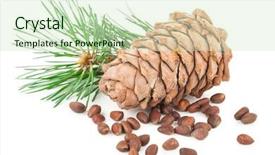  Presentation with cedar - Theme enhanced with volatile oil - cedar cone with branch background and a  colored foreground