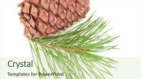  Presentation with cedar - Amazing PPT theme having volatile oil - cedar cone with branch backdrop and a  colored foreground
