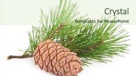  Presentation with cedar - Theme with volatile oil - cedar cone with branch background and a soft green colored foreground