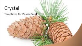  Presentation with cedar - Cool new presentation with volatile oil - cedar cones with branch backdrop and a white colored foreground