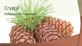  Presentation with cedar - Beautiful theme featuring volatile oil - cedar cones with branch backdrop and a soft green colored foreground