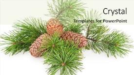  Presentation with cedar - PPT layouts consisting of volatile oil - cedar cones with branch background and a soft green colored foreground