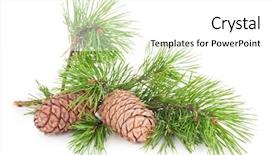  Presentation with cedar - Beautiful slides featuring volatile oil - cedar cones with branch backdrop and a white colored foreground