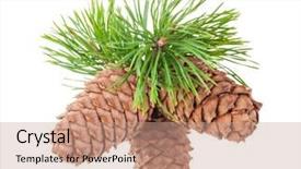  Presentation with cedar - Beautiful presentation design featuring volatile oil - cedar cones with branch backdrop and a coral colored foreground