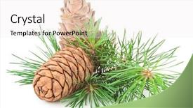  Presentation with pine cone - Beautiful presentation theme featuring volatile oil - siberian pine cone with branch backdrop and a white colored foreground