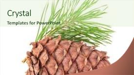  Presentation with cedar - PPT theme with volatility - cedar cone with branch background and a soft green colored foreground
