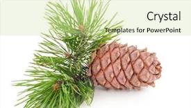  Presentation with cedar - Slide set enhanced with volatility - cedar cone with branch background and a soft green colored foreground