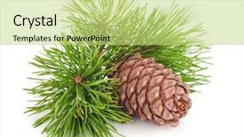  Presentation with cedar - Colorful presentation theme enhanced with volatility - cedar cone with branch backdrop and a yellow colored foreground