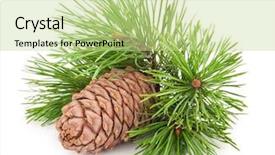  Presentation with cedar - Colorful PPT layouts enhanced with volatility - cedar cone with branch backdrop and a mint green colored foreground