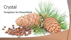  Presentation with cedar - Cool new presentation with volatility - cedar cones with branch backdrop and a white colored foreground